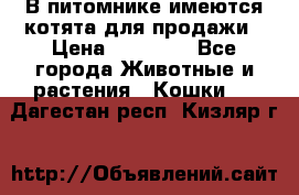 В питомнике имеются котята для продажи › Цена ­ 30 000 - Все города Животные и растения » Кошки   . Дагестан респ.,Кизляр г.